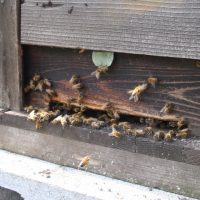 養蜂 始めました