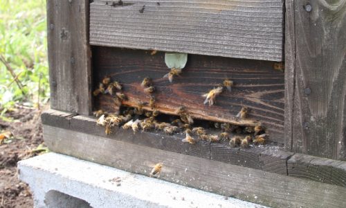 養蜂 始めました